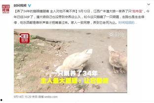 网红大鹅 明星价格表,价格表背后的故事与价值